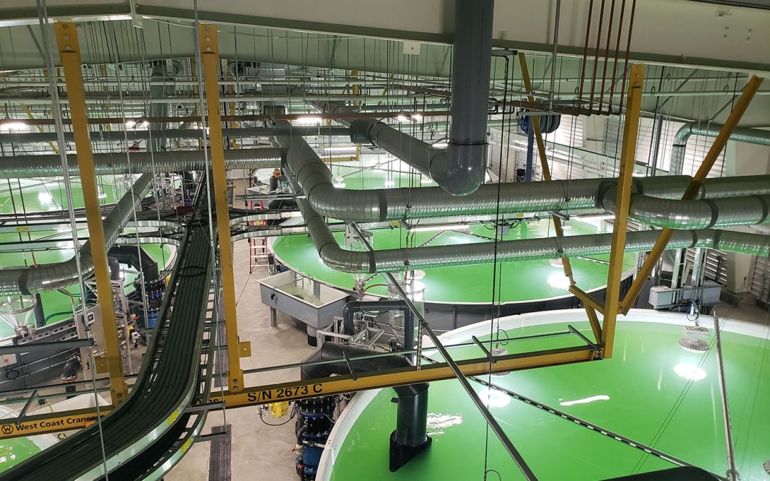 RAS-34 Land Based Hatchery